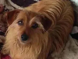 Cachorro raça SRD-ViraLata idade 5 anos nome Bob