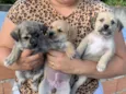 Filhotes de lhasa apso + SRD