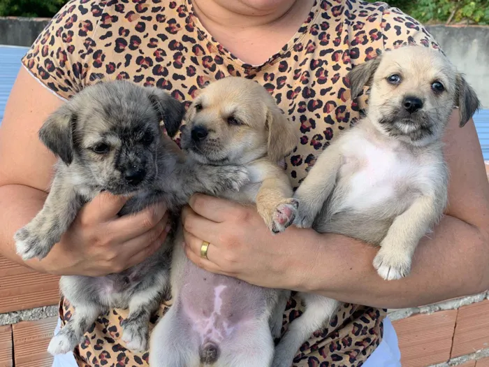 Cachorro ra a Lhasa apso + SRD idade 2 a 6 meses nome Filhotes de lhasa apso + SRD
