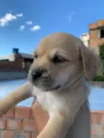 Filhotes de lhasa apso + SRD