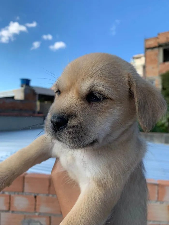 Cachorro ra a Lhasa apso + SRD idade 2 a 6 meses nome Filhotes de lhasa apso + SRD