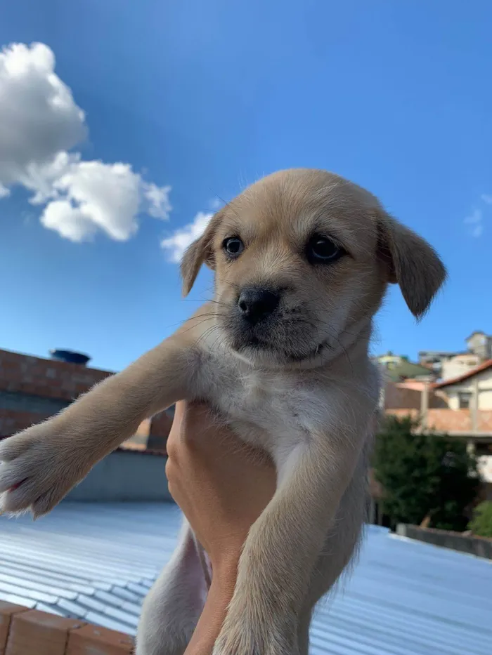 Cachorro ra a Lhasa apso + SRD idade 2 a 6 meses nome Filhotes de lhasa apso + SRD