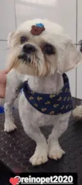 Bolinha