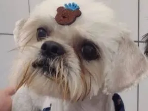 Cachorro raça Shitzu idade 5 anos nome Bolinha