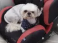 Bolinha