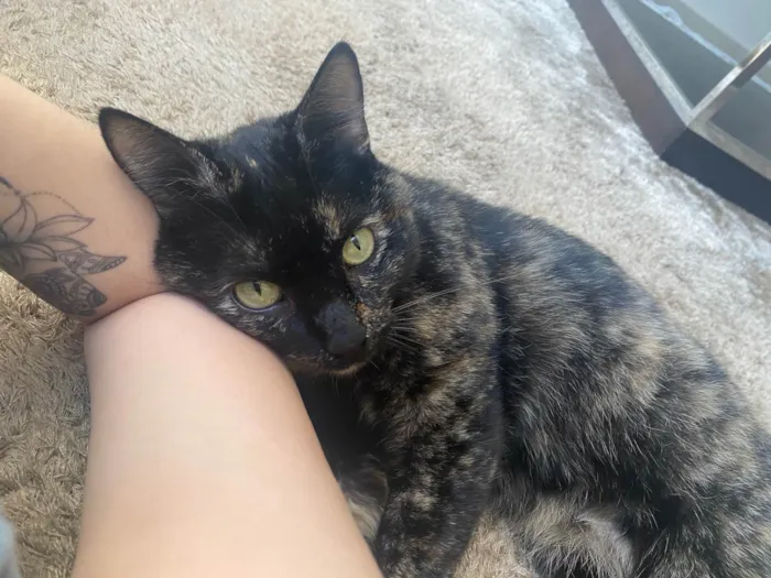 Gato ra a SRD-ViraLata idade 3 anos nome Miuxa 