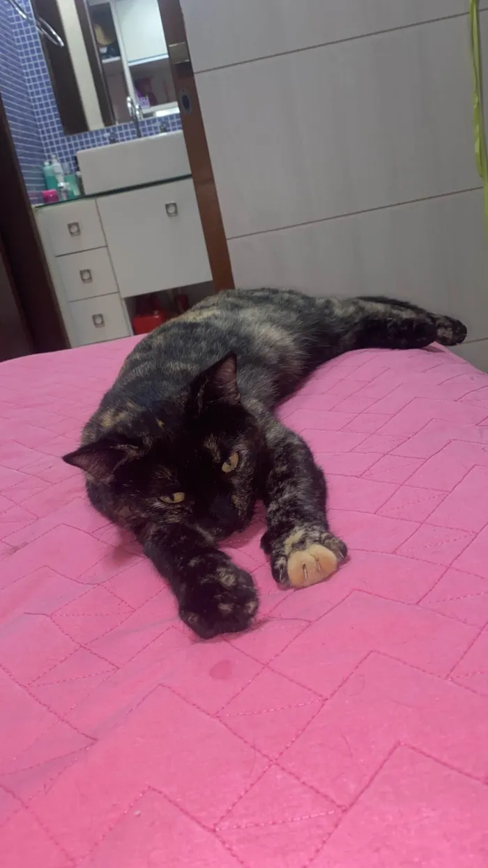 Gato ra a SRD-ViraLata idade 3 anos nome Miuxa 