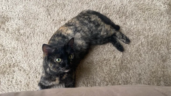 Gato ra a SRD-ViraLata idade 3 anos nome Miuxa 