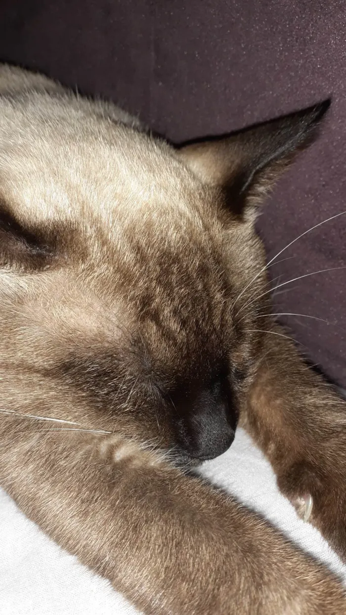 Gato ra a Siamês viralata  idade 1 ano nome Cappuchino 