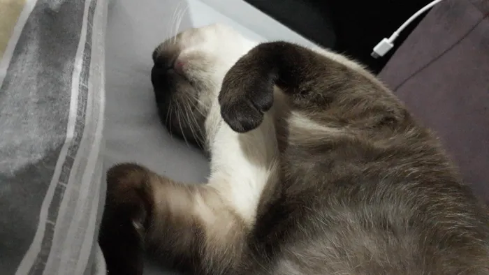 Gato ra a Siamês viralata  idade 1 ano nome Cappuchino 