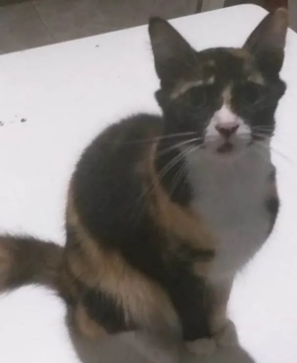 Gato ra a SRD-ViraLata idade 2 anos nome Kiko, espoleta, Chiquinha, florinda