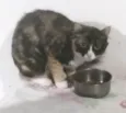 Kiko, espoleta, Chiquinha, florinda