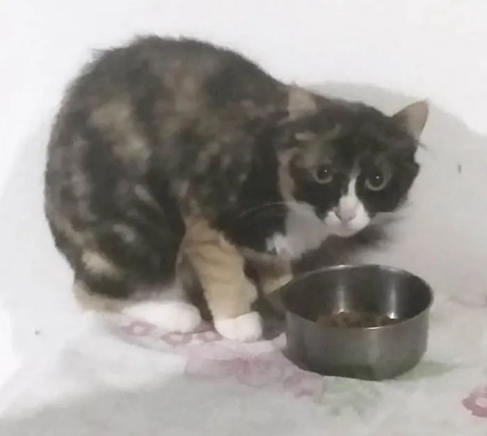 Gato ra a SRD-ViraLata idade 2 anos nome Kiko, espoleta, Chiquinha, florinda