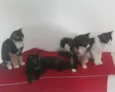 Kiko, espoleta, Chiquinha, florinda
