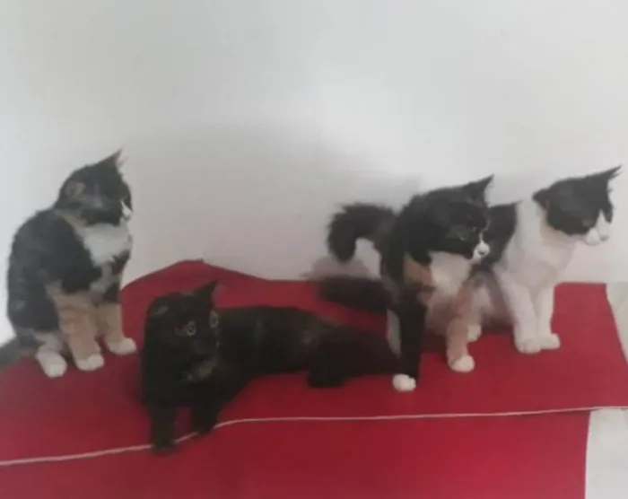 Gato ra a SRD-ViraLata idade 2 anos nome Kiko, espoleta, Chiquinha, florinda