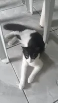 Kiko, espoleta, Chiquinha, florinda