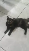 Kiko, espoleta, Chiquinha, florinda
