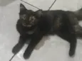 Kiko, espoleta, Chiquinha, florinda