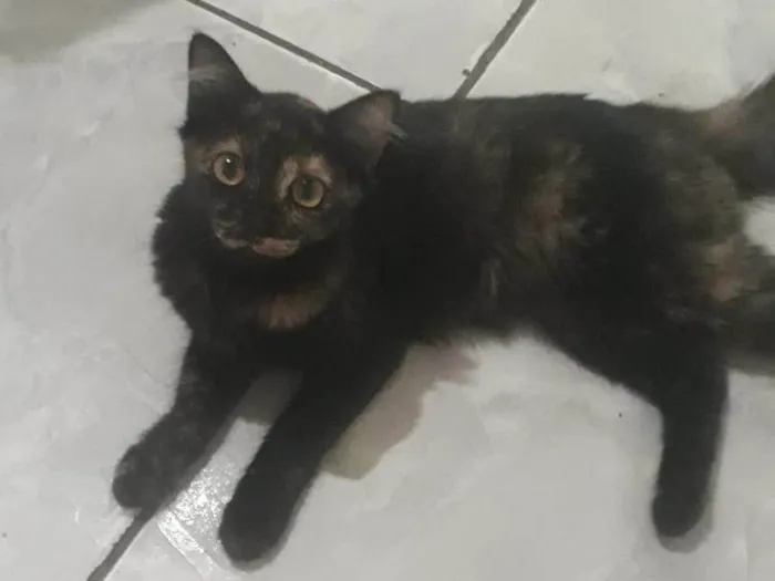 Gato ra a SRD-ViraLata idade 2 anos nome Kiko, espoleta, Chiquinha, florinda