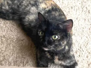 Gato raça SRD-ViraLata idade 3 anos nome Miuxa 