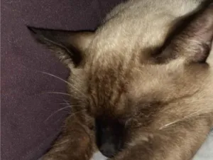 Gato raça Siamês viralata  idade 1 ano nome Cappuchino 