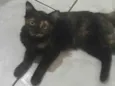 Kiko, espoleta, Chiquinha, florinda