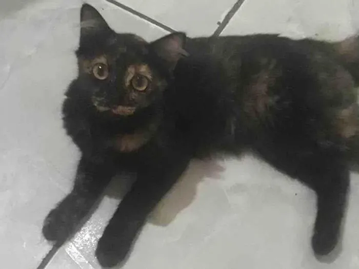 Gato ra a SRD-ViraLata idade 2 anos nome Kiko, espoleta, Chiquinha, florinda
