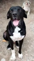Cão Fila Brasileiro
