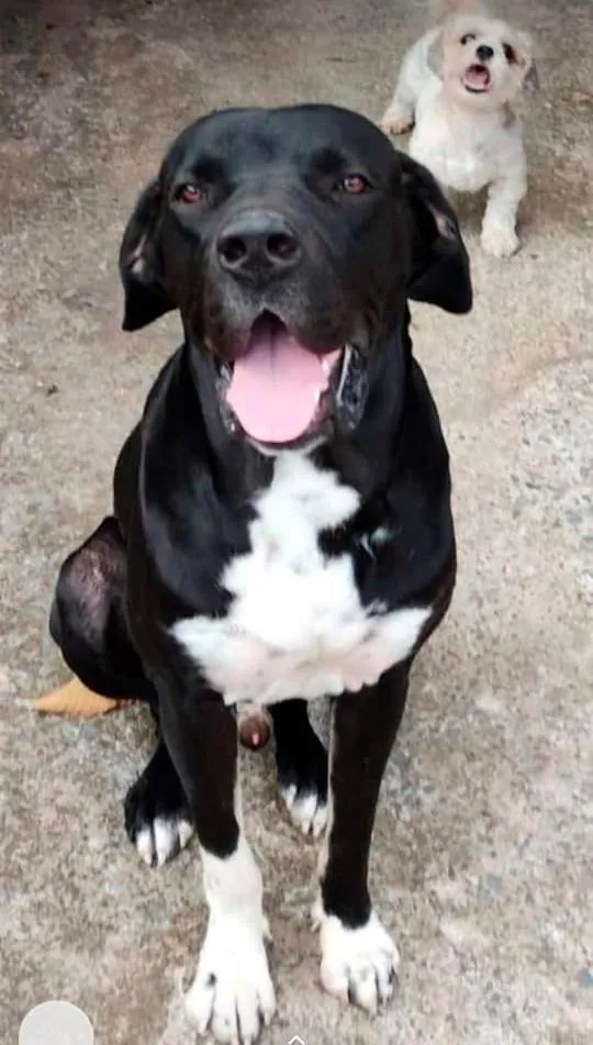 Cachorro ra a Fila idade 1 ano nome Cão Fila Brasileiro