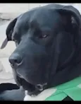 Cão Fila Brasileiro