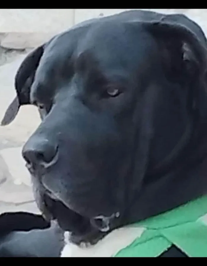 Cachorro ra a Fila idade 1 ano nome Cão Fila Brasileiro
