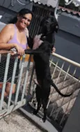 Cão Fila Brasileiro