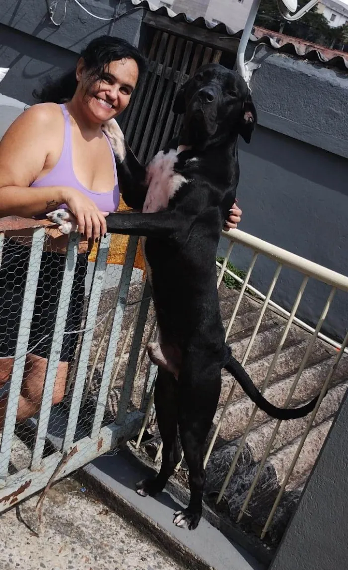 Cachorro ra a Fila idade 1 ano nome Cão Fila Brasileiro
