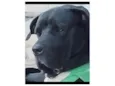 Cão Fila Brasileiro