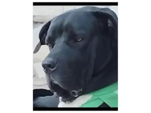 Cachorro raça Fila idade 1 ano nome Cão Fila Brasileiro