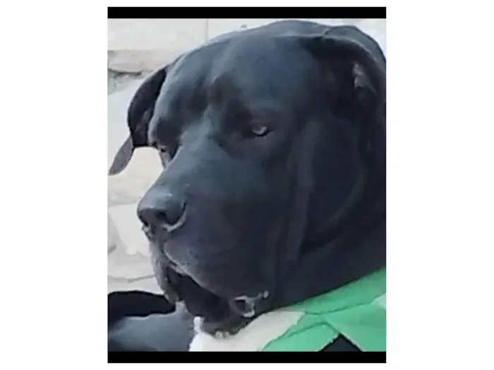 Cachorro ra a Fila idade 1 ano nome Cão Fila Brasileiro