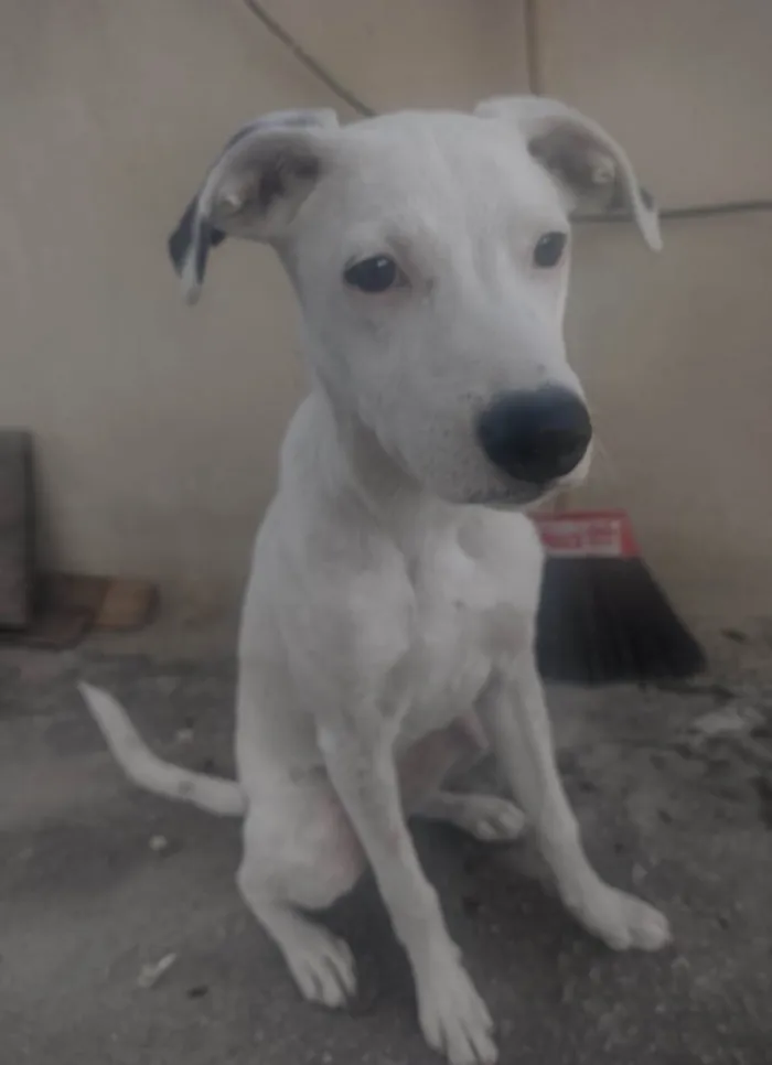 Cachorro ra a Mestiça pitbull idade 2 a 6 meses nome Cindy