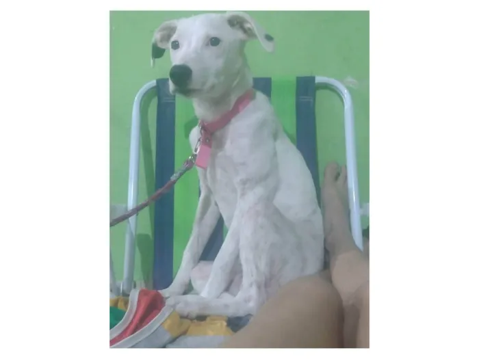 Cachorro ra a Mestiça pitbull idade 2 a 6 meses nome Cindy