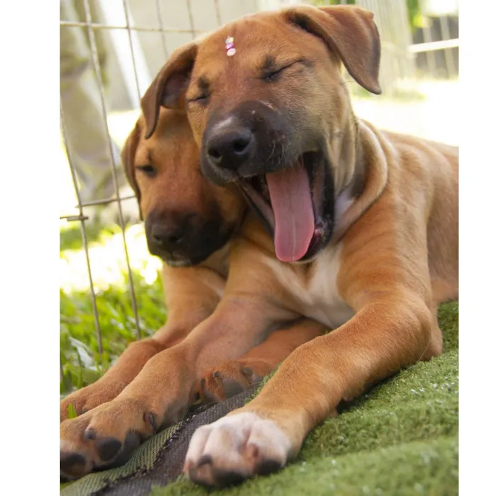 Cachorro ra a SRD-ViraLata idade 2 a 6 meses nome Leona