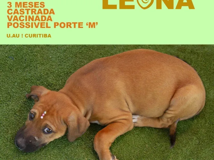 Cachorro ra a SRD-ViraLata idade 2 a 6 meses nome Leona