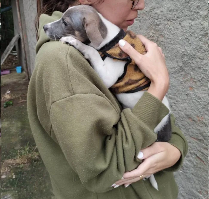 Cachorro ra a SRD-ViraLata idade 2 a 6 meses nome Joca