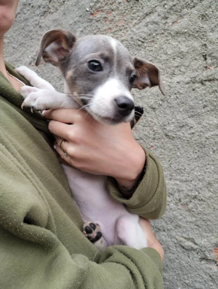 Cachorro ra a SRD-ViraLata idade 2 a 6 meses nome Joca