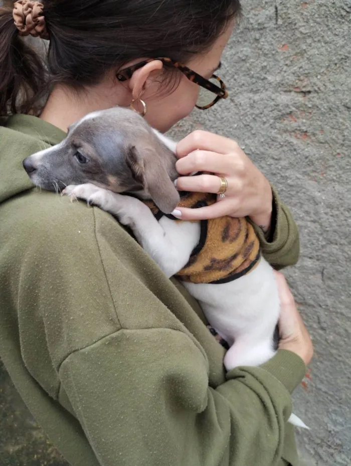 Cachorro ra a SRD-ViraLata idade 2 a 6 meses nome Joca