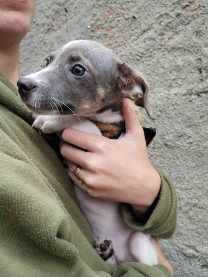 Cachorro ra a SRD-ViraLata idade 2 a 6 meses nome Joca