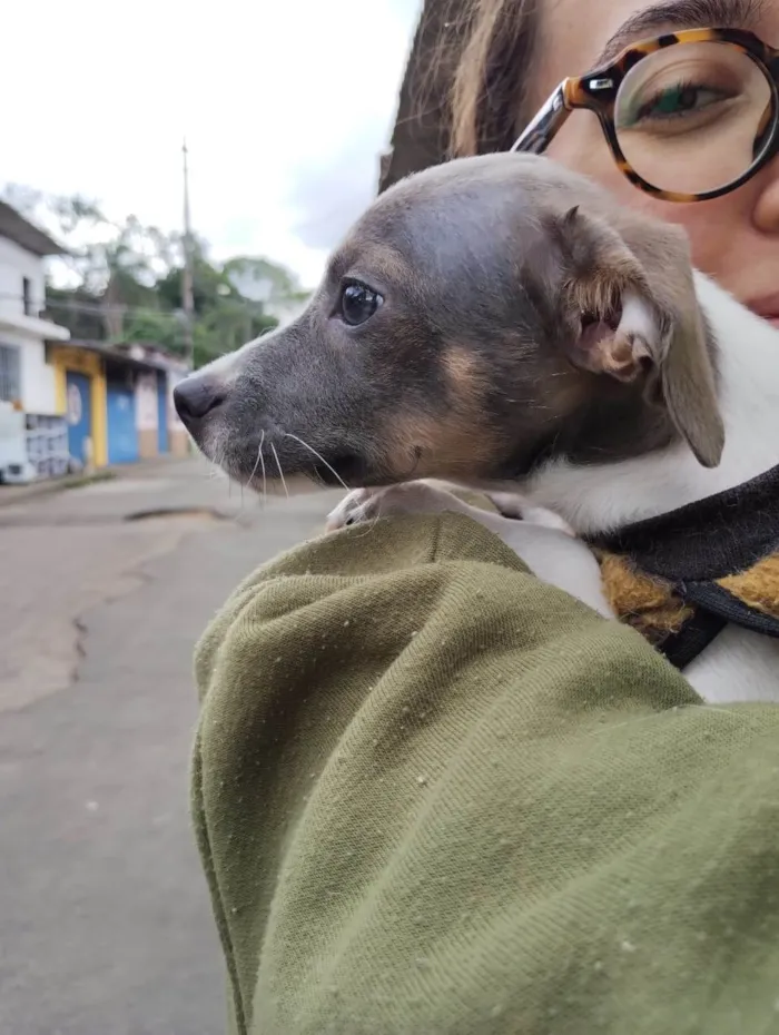 Cachorro ra a SRD-ViraLata idade 2 a 6 meses nome Joca