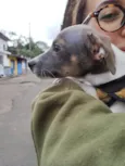 Joca