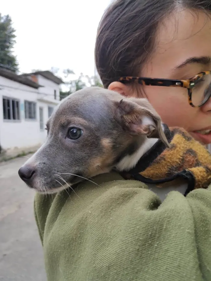 Cachorro ra a SRD-ViraLata idade 2 a 6 meses nome Joca