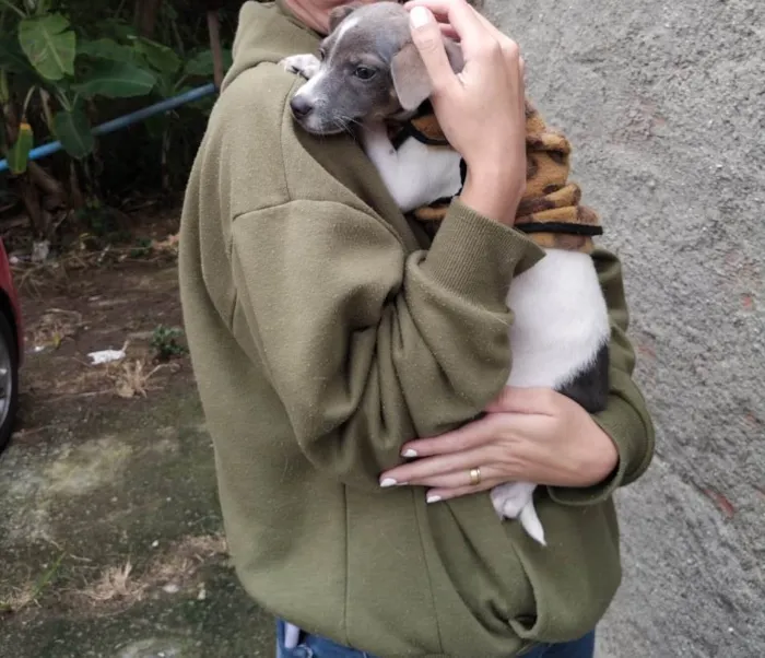 Cachorro ra a SRD-ViraLata idade 2 a 6 meses nome Joca