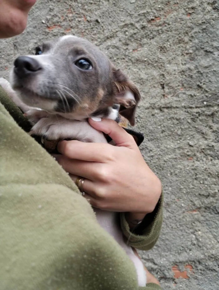 Cachorro ra a SRD-ViraLata idade 2 a 6 meses nome Joca