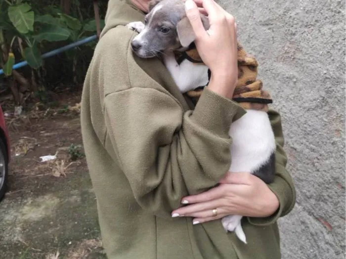 Cachorro ra a SRD-ViraLata idade 2 a 6 meses nome Joca